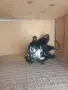 млади красиви гьльби , снимка 2