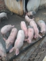 малки прасенца над 25кг., снимка 3