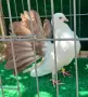 Гълъби Фенерлии, снимка 1