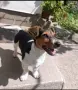 Кучето се дава само за разплод, снимка 3