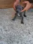 Питбули блу нос , снимка 2