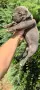 Американско Були Хл/American Bully XL , снимка 9