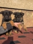 Немски Овчарки !, снимка 5