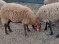 бартер за крави телета , снимка 6