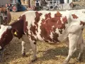 Продавам стадо крави, снимка 1