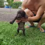 Курцхарчетаостанаха две женски, снимка 3