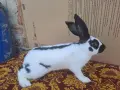 Предлагам зайци за клане и разплод., снимка 2