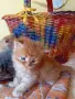Сибирски котенца, сибирче, хипоалергично, коте, сибирска котка, снимка 10
