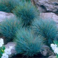 Фестука (синя трева), снимка 3 - Градински цветя и растения - 41503294