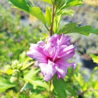 Дървовидна Ружа, Hibiscus syriacus, бял и лилав, снимка 4 - Градински цветя и растения - 41482726