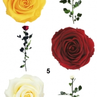 Естествени стабилизирани рози и цвят роза-за дома, подарък, декорация с мъх, снимка 13 - Декорация за дома - 31836873