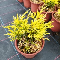 Juniperus " Limeglow ", студоустойчв, снимка 5 - Градински цветя и растения - 37269607