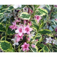 Вайгела (3 налични цвята), снимка 3 - Градински цветя и растения - 35802390