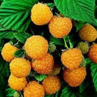 Жълта Малина (Rubus Idaeus Fallgold), снимка 2 - Градински цветя и растения - 44668611