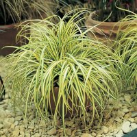 Карекс Евърголд, Carex oshimensis "Evergold", студоустойчива трева!!, снимка 1 - Градински цветя и растения - 42241429