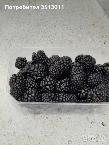 продавам разсад къпини, снимка 1