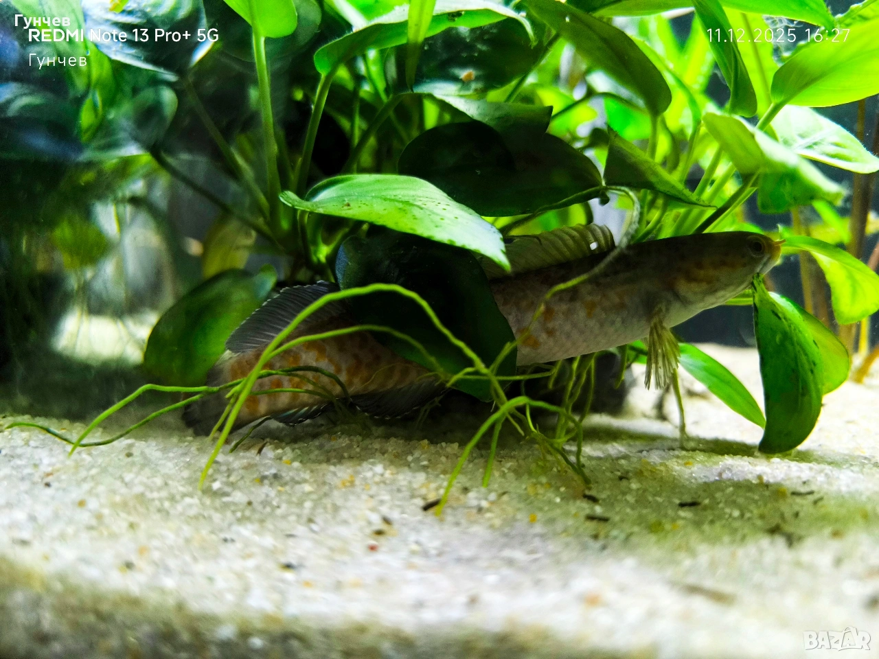 Змиеглав , снимка 1