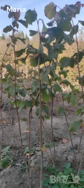 Лешници- фиданки, снимка 1