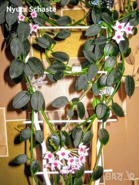 Хоя.Hoya lithophytica , снимка 1