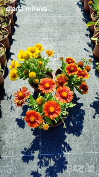 Гайлардия - промо пакет от 3 броя!, снимка 1