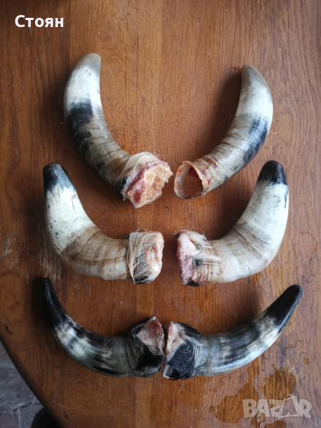 Кравешки рога , снимка 1
