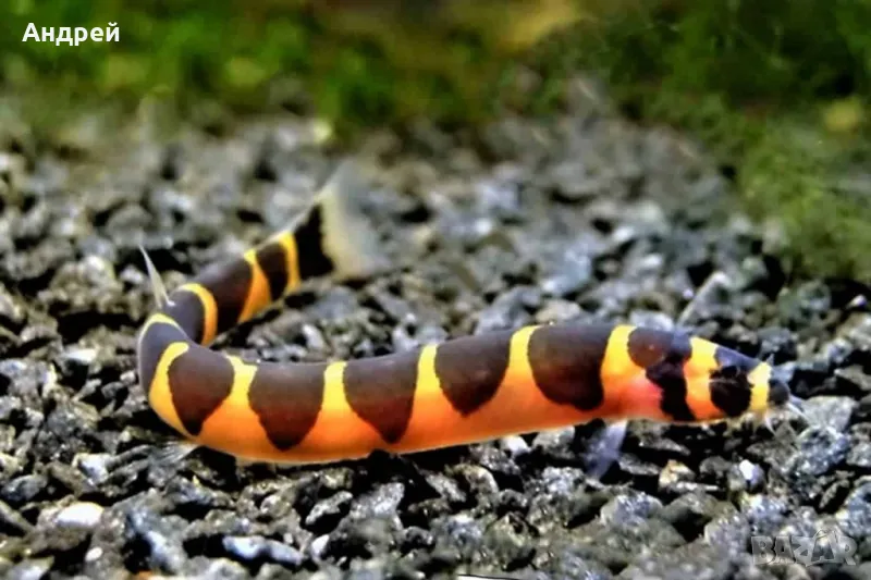 Pangio kuhlii кули, снимка 1