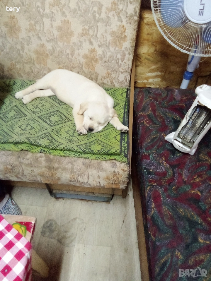 Продавам Голдън ретривър , снимка 1