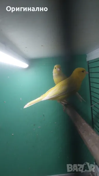 Амадини Канарчета , снимка 1