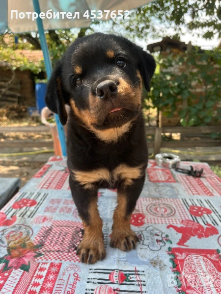 Продавам мъжки ротвайлер, снимка 1