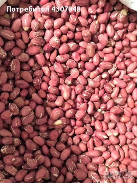 Фъстъци , снимка 1