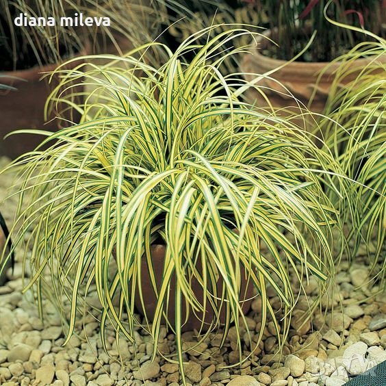 Карекс Евърголд, Carex oshimensis "Evergold", студоустойчива трева!!, снимка 1