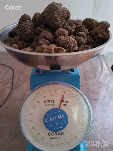 Работещи кучета за трюфели порода английски кокер шпаньол., снимка 1