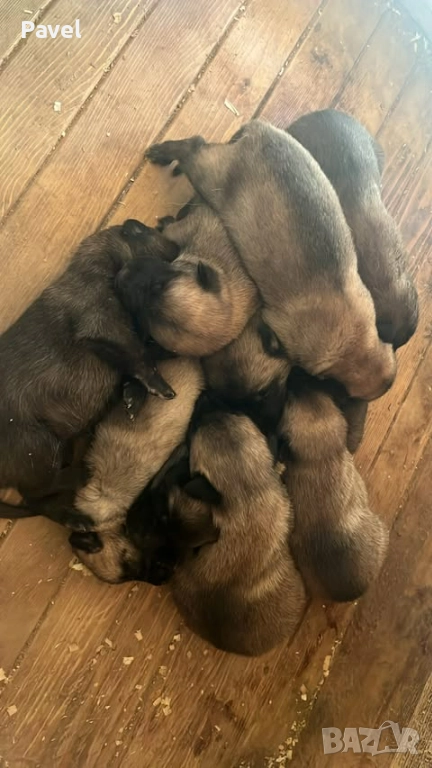 Белгийски овчарки малиноа, снимка 1