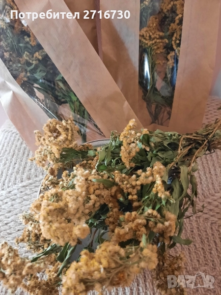 ЗЛАТНА ПРЪЧИЦА – Вълшебна билка при цистит, снимка 1