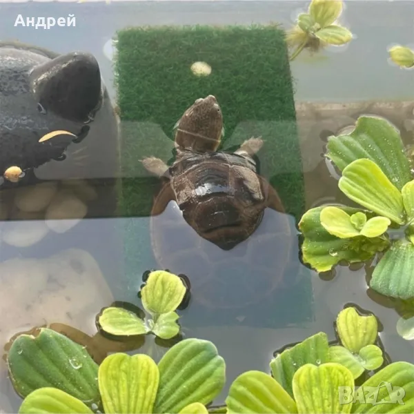Костенурка( ocadia reevsii ), снимка 1