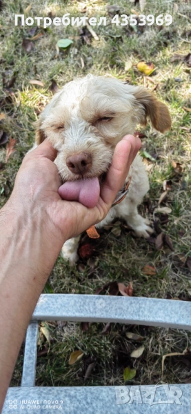 Куче за Трюфели. , снимка 1