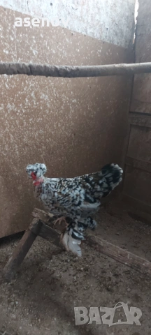 Джинки , снимка 4 - други­ - 53397100