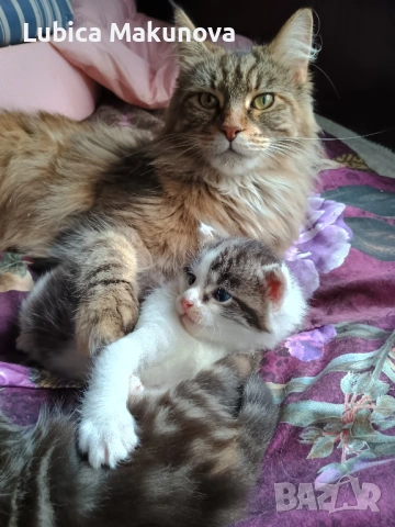 Подарявам коте от породата Мейн Куун, кръстоска., снимка 6 - Мейн кун - 53282257