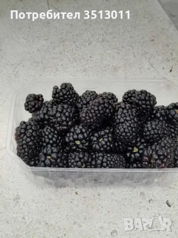 продавам разсад къпини