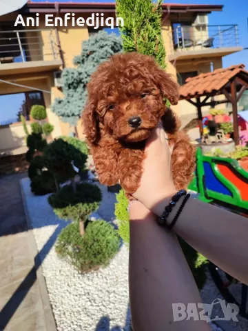 Пудел Той/Poodle Toy, снимка 2 - Пудели - 55990228