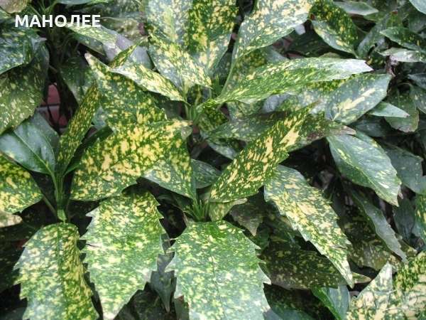 Японска  аукуба