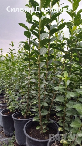 Лигуструм , снимка 3 - Градински цветя и растения - 52504233