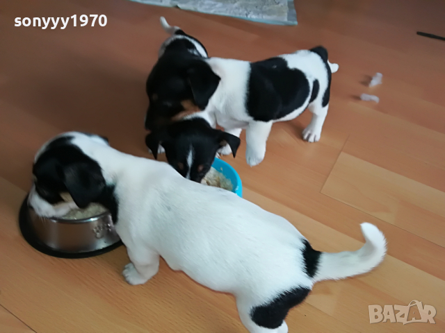 ДЖАКОВЕ СЛАДУРИ 0104221208, снимка 6 - Джак ръсел териер - 36305837