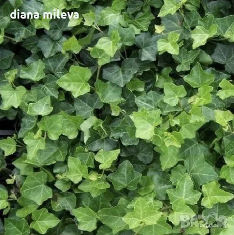 Обикновен бръшлян (hedera helix), студоустойчив, снимка 5 - Градински цветя и растения - 48092539