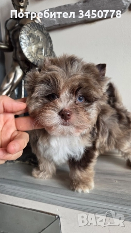 мини шоколадов йорк, снимка 1