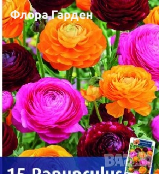 КАННА, ИРИС, АНЕМОНЕ, РАНУНКУЛУС - Грудки, снимка 14 - Сортови семена и луковици - 49236562