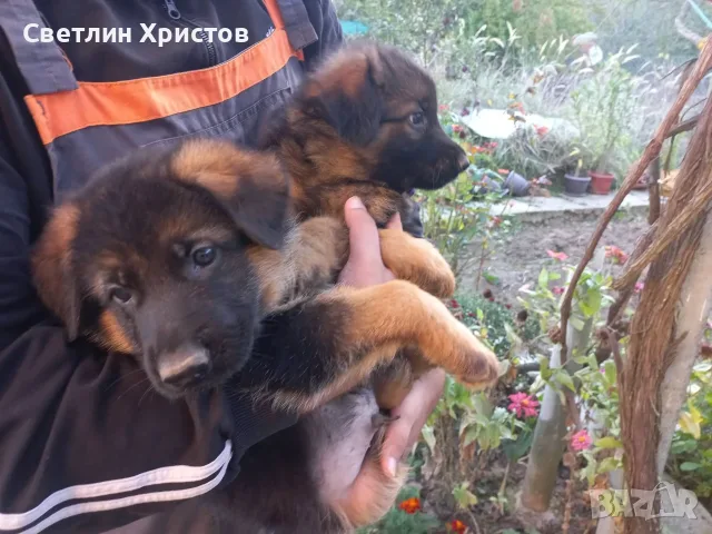 чистопородна немска овчарка, снимка 7 - Немска овчарка - 56353025