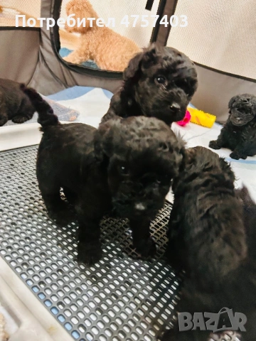 Пудел Той , снимка 3 - Пудели - 53740380