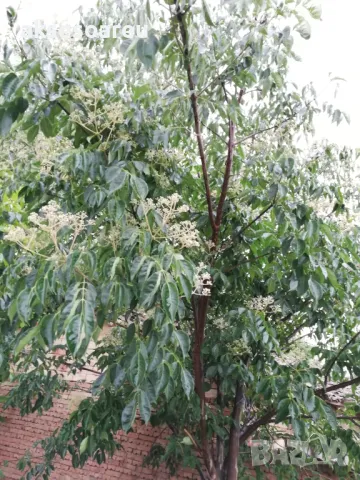 Фиданки от медоносното дърво на пчеларя Еводия Даниели разсад дръвчета за медосбор, снимка 12 - Разсади - 49271875