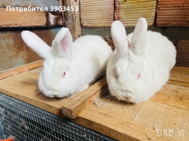 Новозеландски зайци, снимка 2 - За селскостопански - 56059067